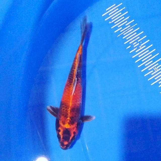 Ki utsury 23cm