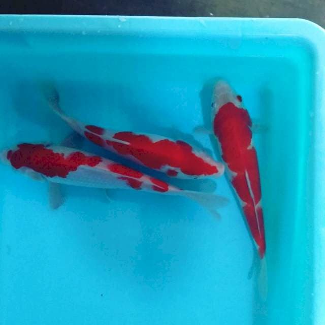 3 kohaku kohaku 22-23cm