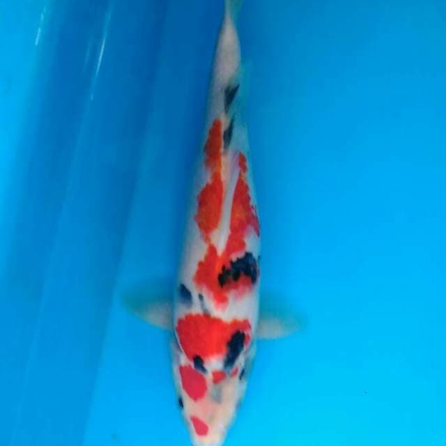 Kindai showa 26 cm