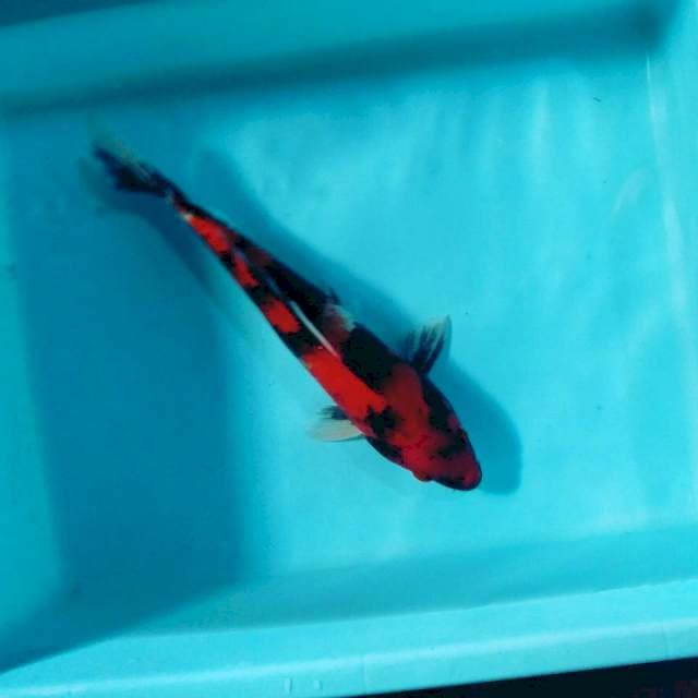 Showa 26cm