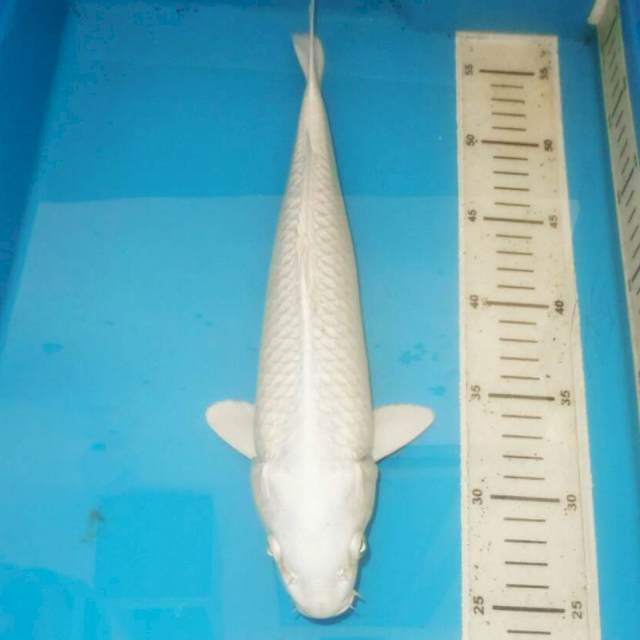 33cm POCONG PLATINUM