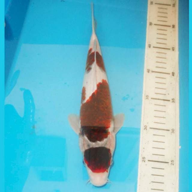 30cm BUDO KOROMO