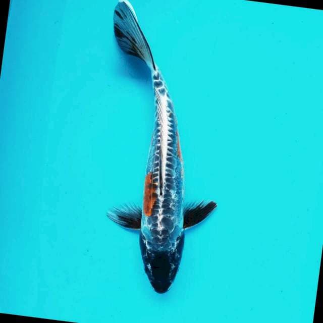 Kiko*40cm