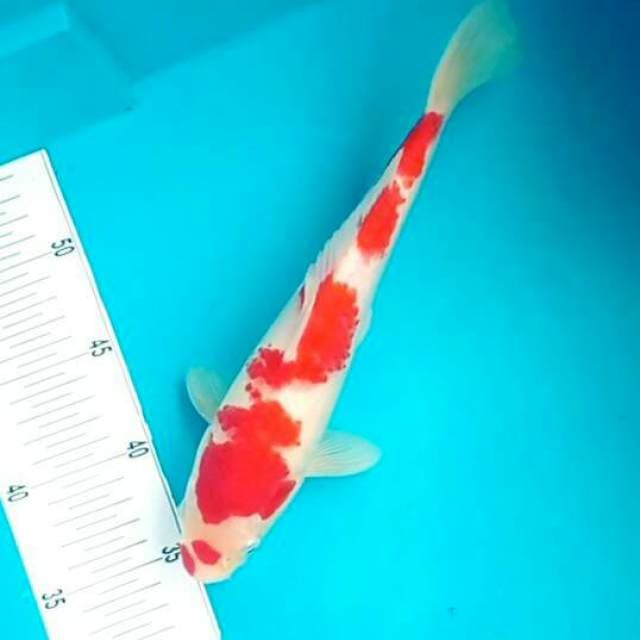 Kohaku*28cm joss