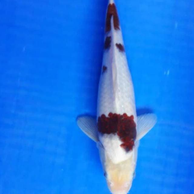 Koromo