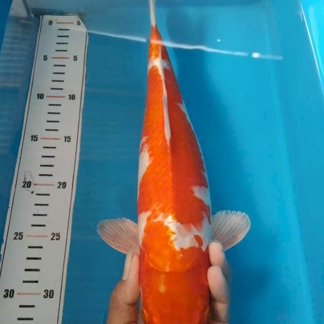 Kojaku 35 cm