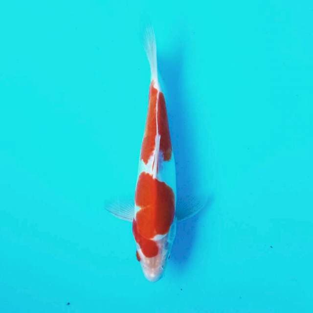 Kohaku doit*26cm