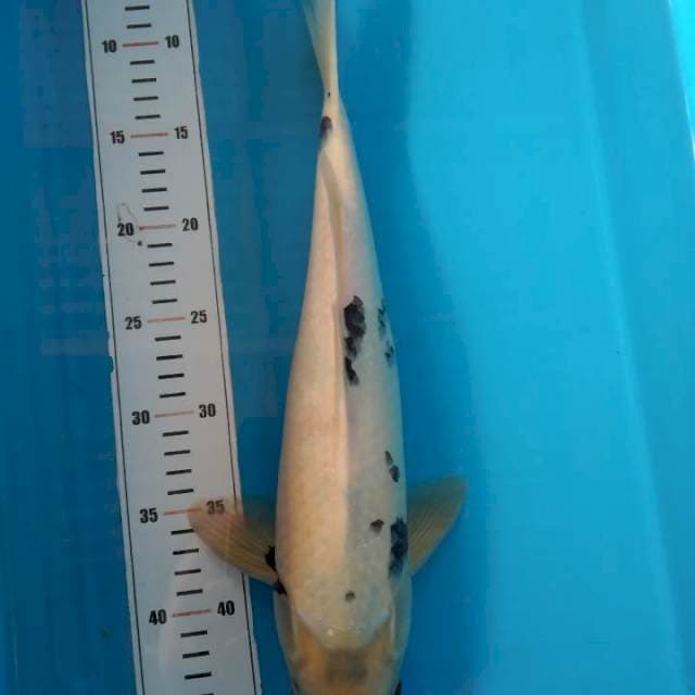 Shiro 39 cm