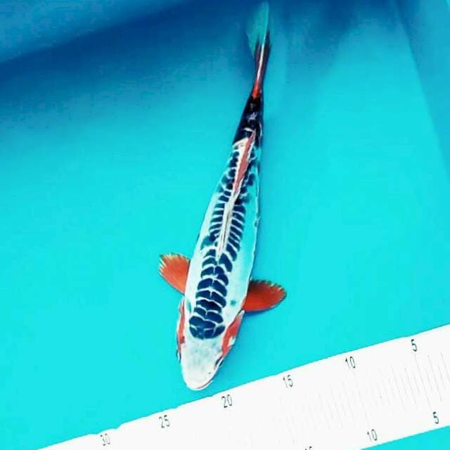 Shusui*27cm rapi
