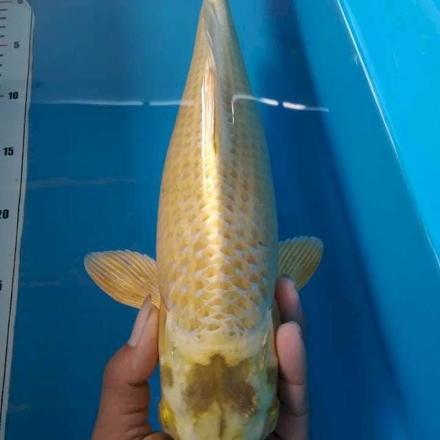 Mukasi 39 cm