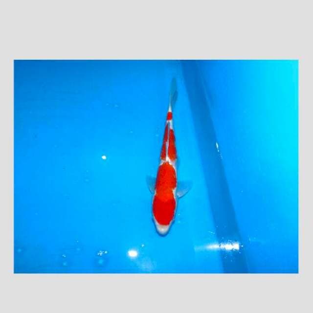 obral kohaku 40cm katingan ob 0