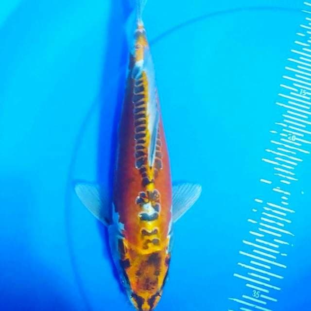Kikkoriyu 34cm male