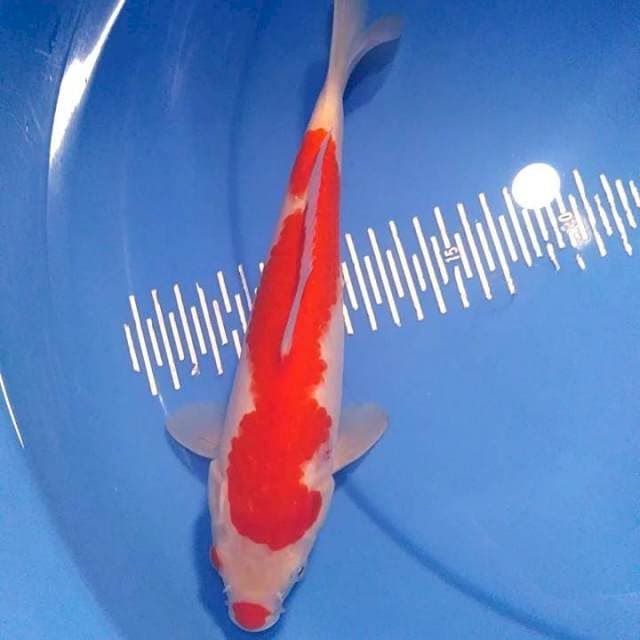 Ucibeni 26cm female