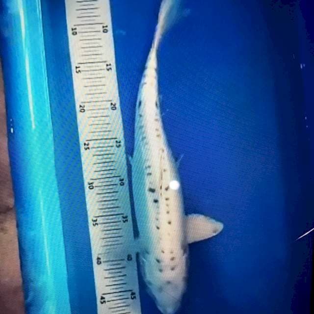 Shusui 35bu