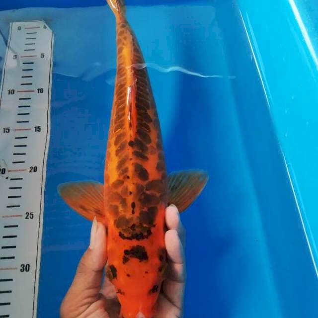 Mizuo 34 cm