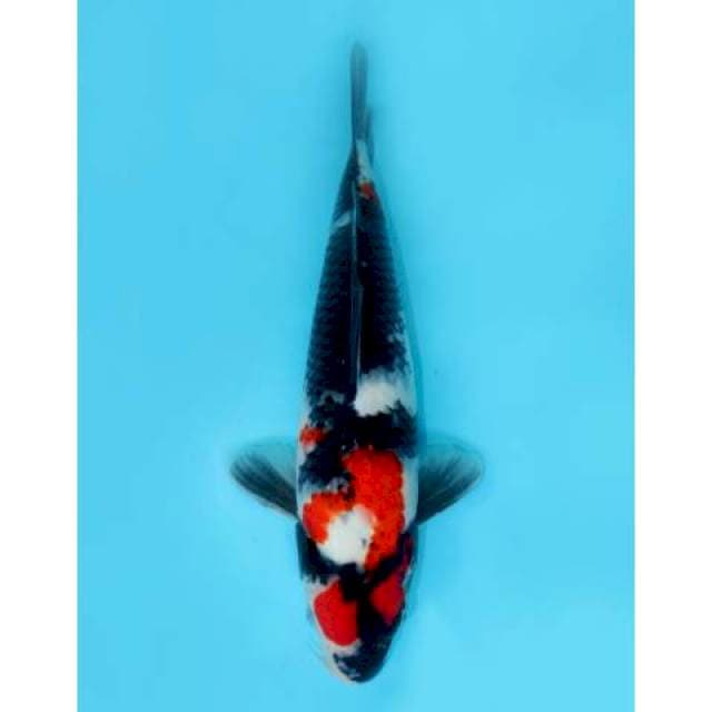 SHOWA 36 CM MALE