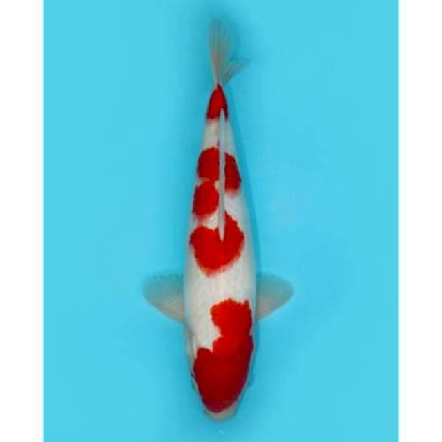KOHAKU RED STRONG  35 CM MALE