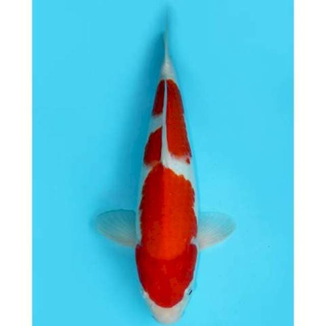 KOHAKU INAZUMA 35 CM FEMALE