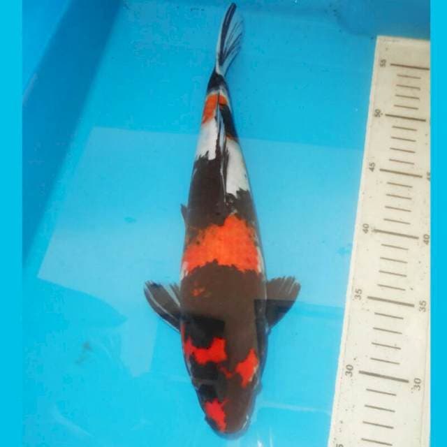 31cm KINDAI SHOWA