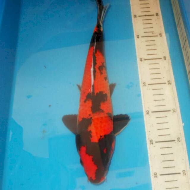 34cm HI UTSURI