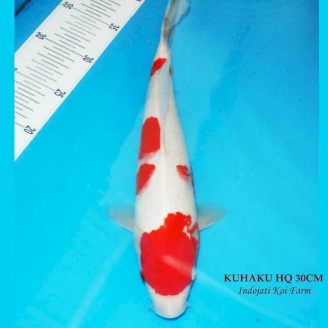 Kohaku SQ 30 cm
