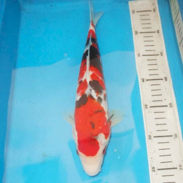 32cm KINDAI SHOWA