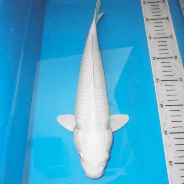 33cm PLATINUM SALJU