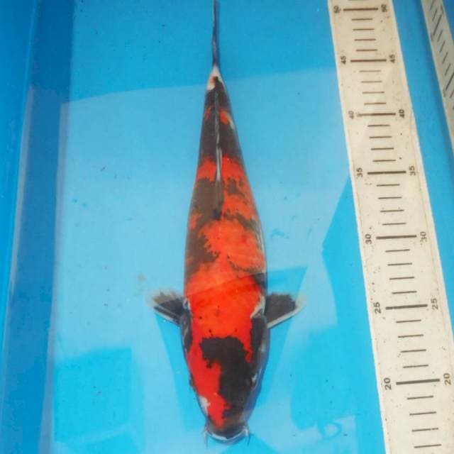 32cm HI UTSURI