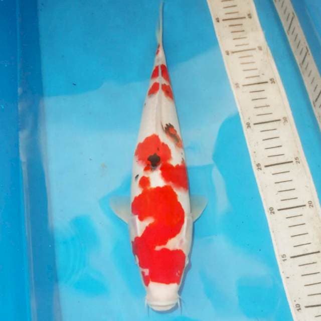 36cm SANKE ANTIK ANGKA 2