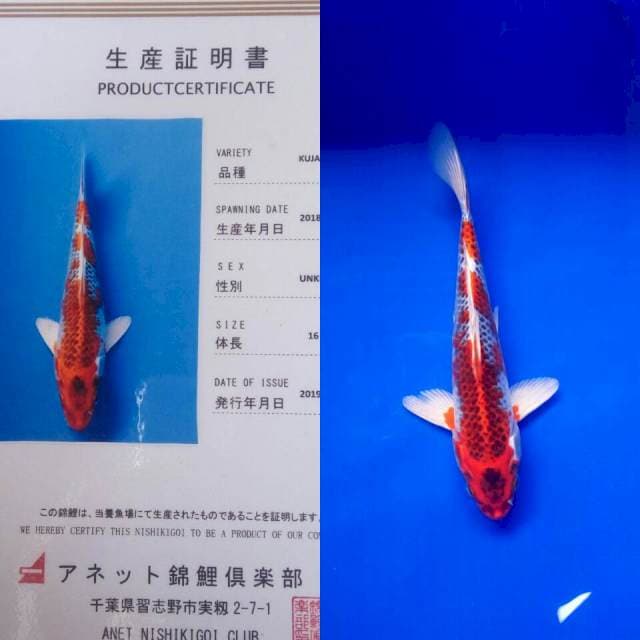 Kujaku import anetto