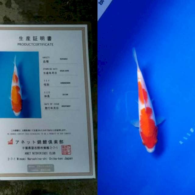 Kohaku import anetto