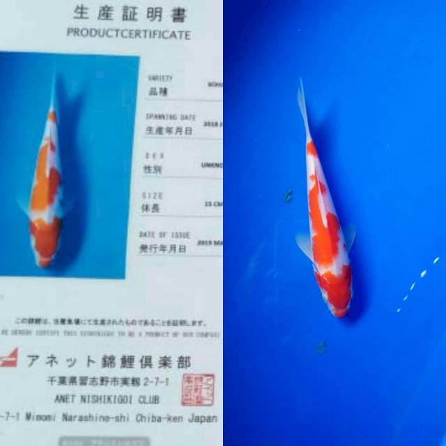 Kohaku import anetto