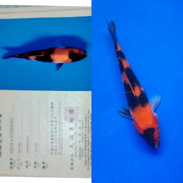 Showa import marusei