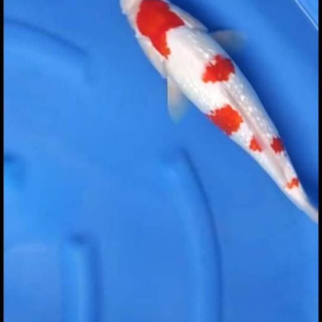 F1 RED MARUTEN KOHAKU FULL GINRIN 38cm 