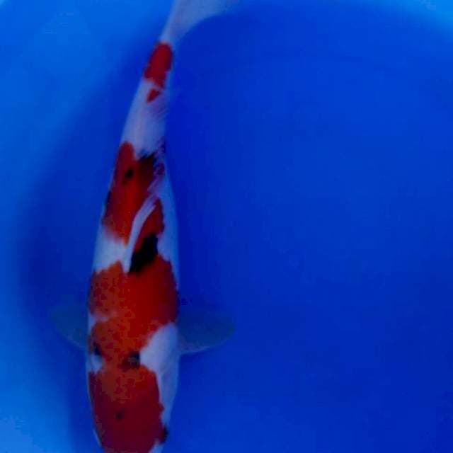 Sanke 32cm 