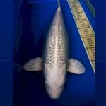 Platinum Ginrin 43Cm