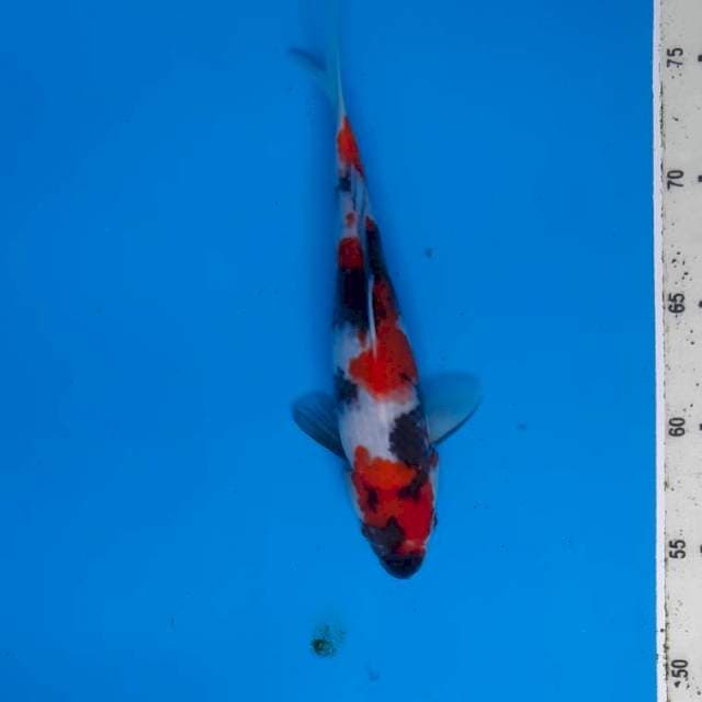 Showa 23cm