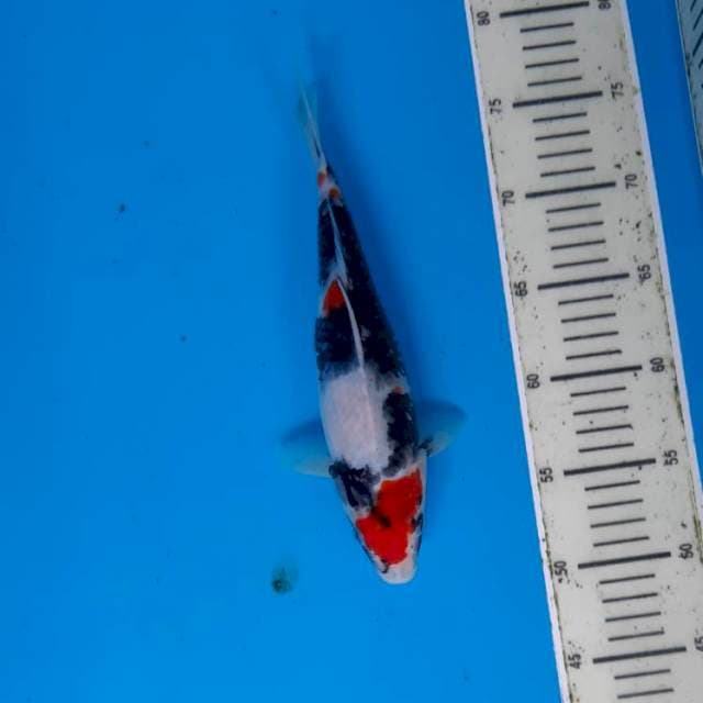 Kindai showa 27cm
