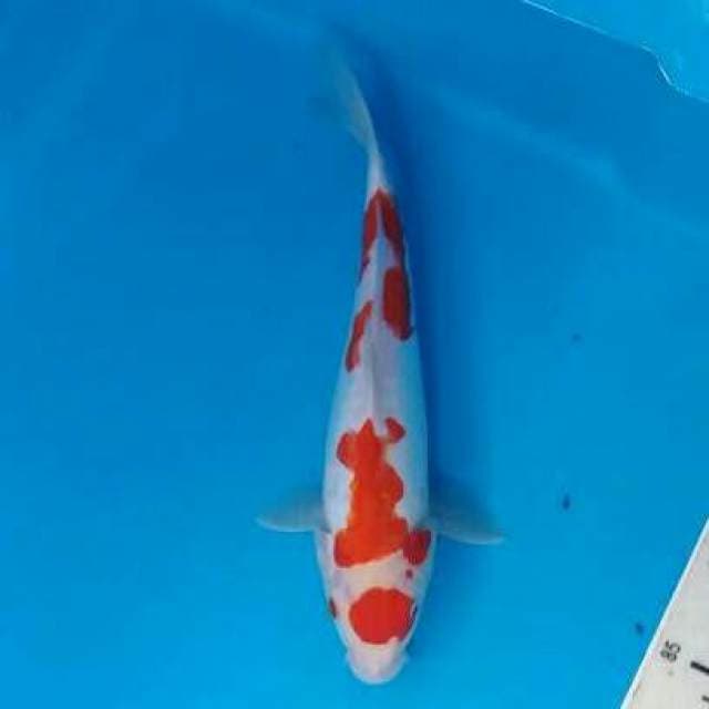 Kohaku doits maruten