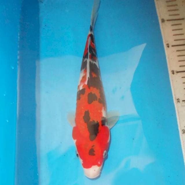 30cm TIGER SANKE