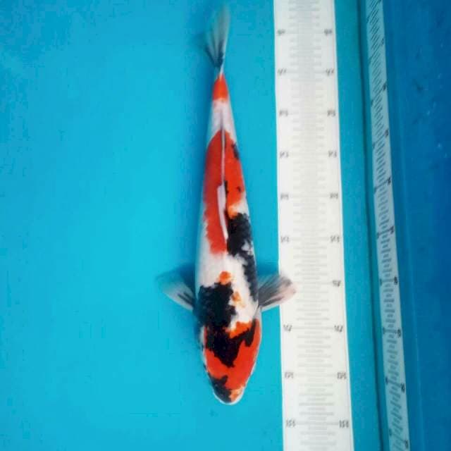 Showa kindai 43cm