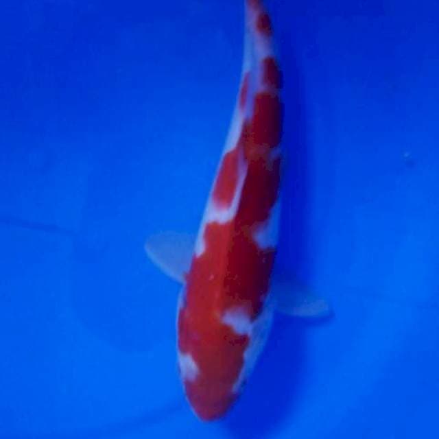 Inazuma kohaku male