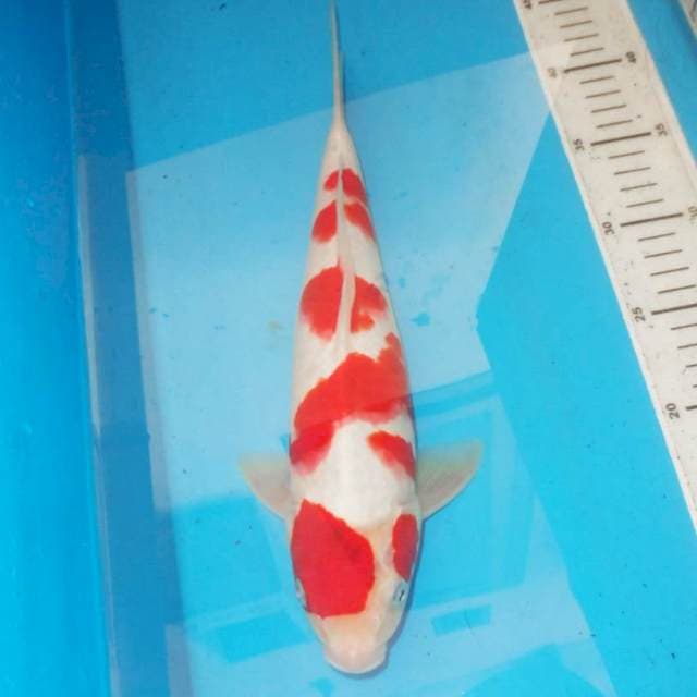 MARUTEN 5STEP KOHAKU POLKADOT