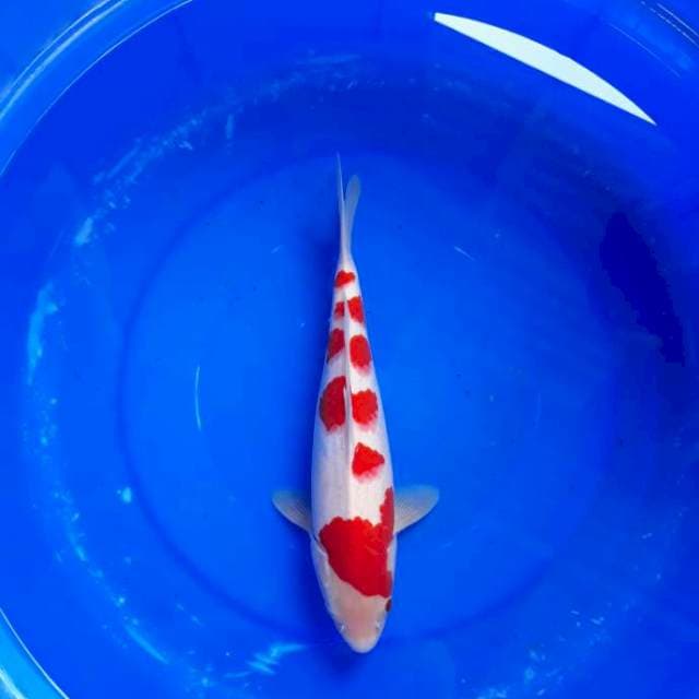 Kohaku High Quality Bakat Jumbo
