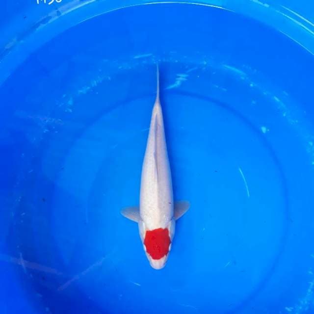Tancho Kohaku HIGH QUALITY 