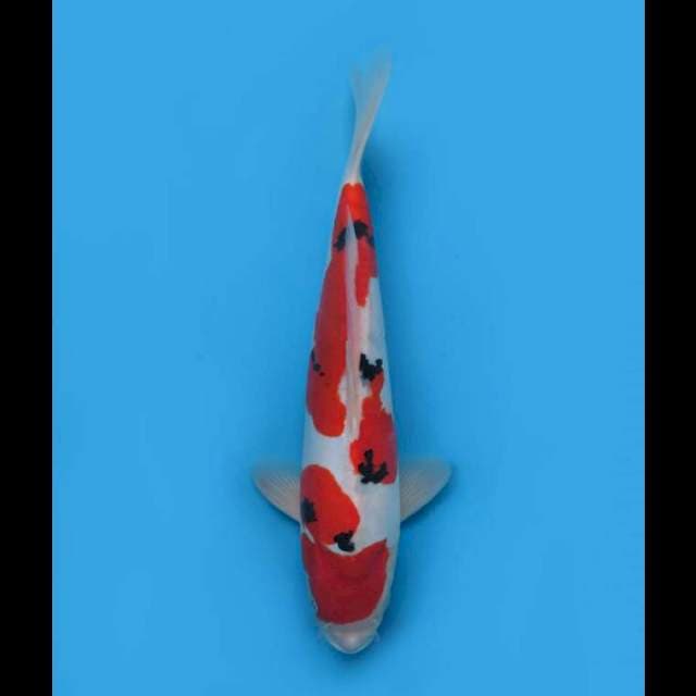 Sanke Doitsu Halus - 36cm Tosai