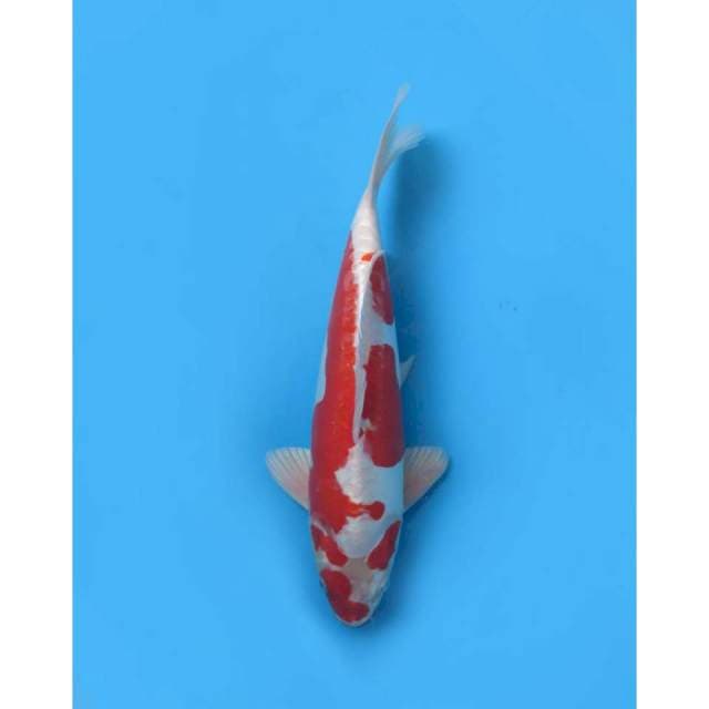 Kin Khusui Koleksi Super, 39cm