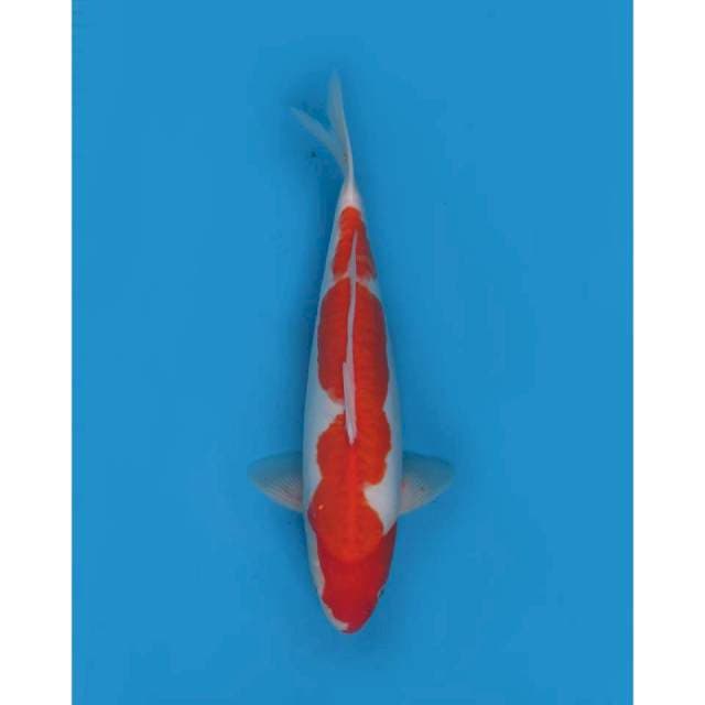 Nindan Kohaku Doitsu, 35cm