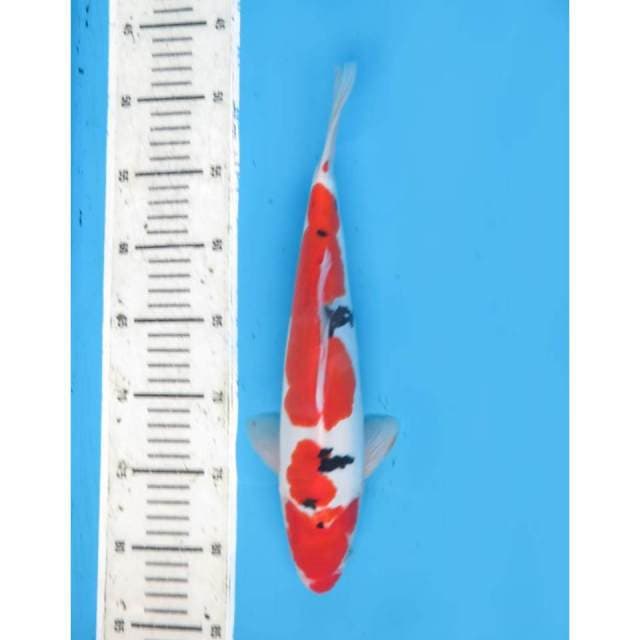 Sanke Doitsu Murni, 32cm