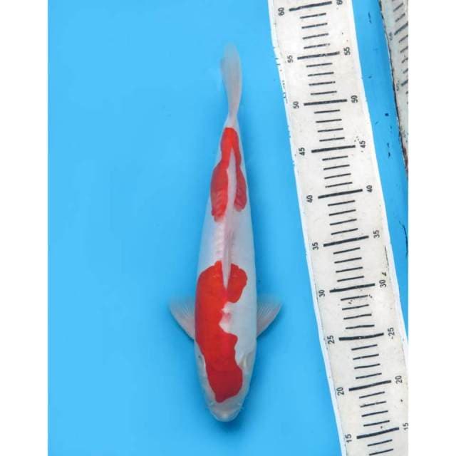 Nindan Kohaku Doitsu Murni, 35cm